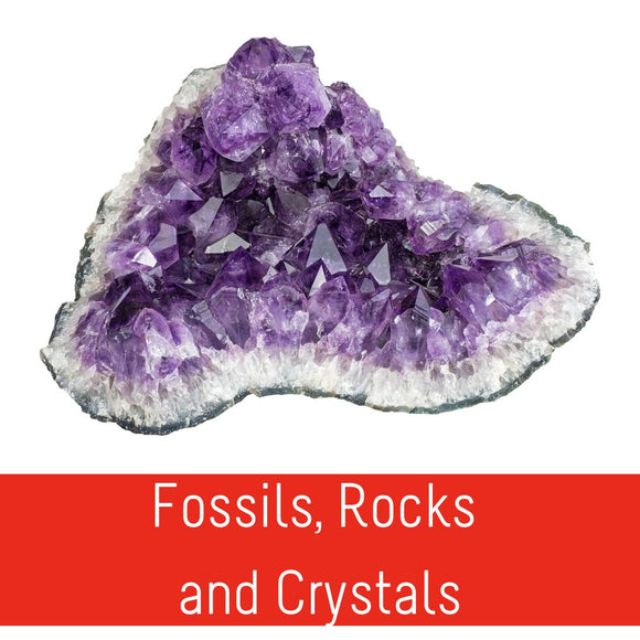 Fossils, Rocks and Crystals