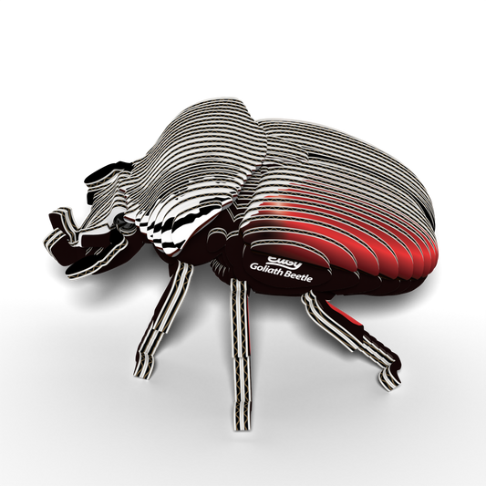 Eugy 3D Cardboard Model Kit Goliath Beetle