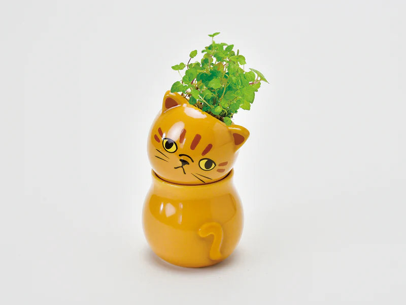 Seishin Coro Coro Cat Mint Growing Kit