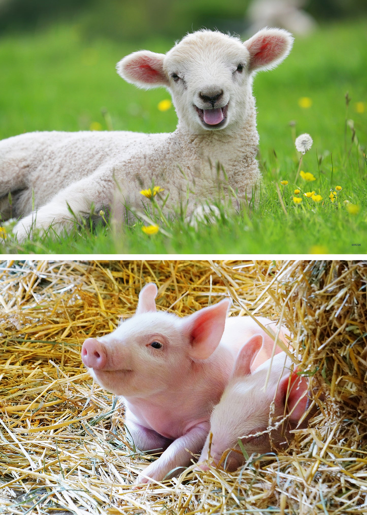 Ravensburger 2x12pc Jigsaw Puzzle Farm Animal Babies