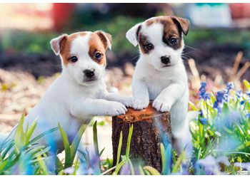 Ravensburger 2x12pc Jigsaw Puzzle Cute Little Furballs