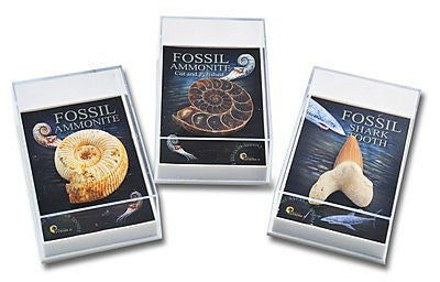 British Fossils Gift Box Fossil Assorted Shark Tooth or Ammonite