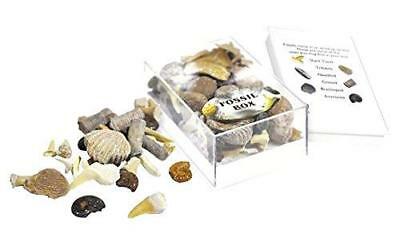 Fossil Box Assorted Large