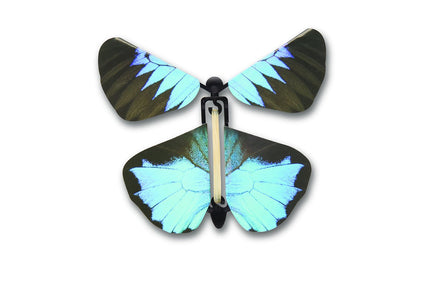 Heebie Jeebies Wind Up Australian Butterflies