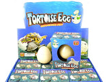 Growing Pet Tortoise Egg 5.5cm
