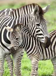 Ravensburger 300pc Jigsaw Puzzle Zebra Love