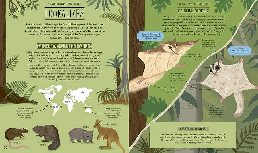 Amazing Evolution; The Journey Of Life by Anna Claybourne Illustrated by Wesley Robins Hardcover Book