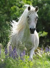 Ravensburger 100pc Jigsaw Puzzle Horse in Flowers