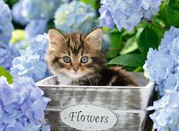 Ravensburger 300pc Jigsaw Puzzle Tortoiseshell Kitty in Flowerpot