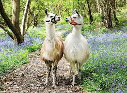 Ravensburger 100pc Jigsaw Puzzle Llama Love