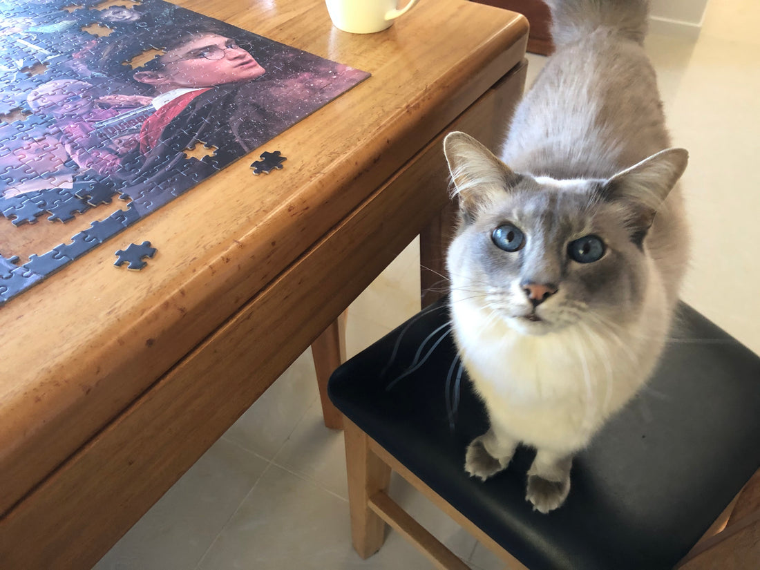 Cat with a jigsaw puzzle