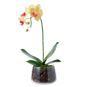 Rogue Phalaenopsis Orchid Plant 40cm