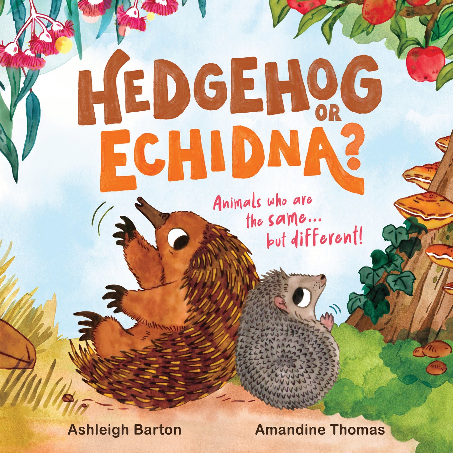 Hedgehog Or Echidna By Ashleigh Barton And Amandine Thomas Hardcover Picture Book