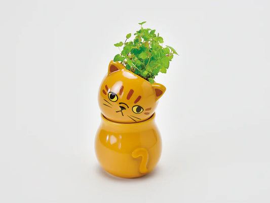 Seishin Coro Coro Cat Mint Growing Kit