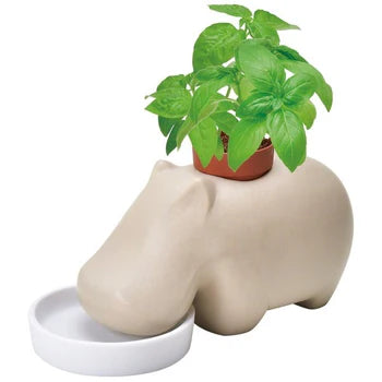 Seishin Hippoplant Sweet Basil Plant Cultivation Kit