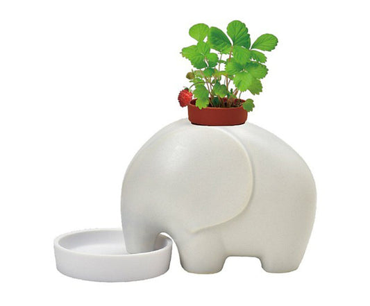 Seishin Eleplant Wild Strawberry Plant Cultivation Set
