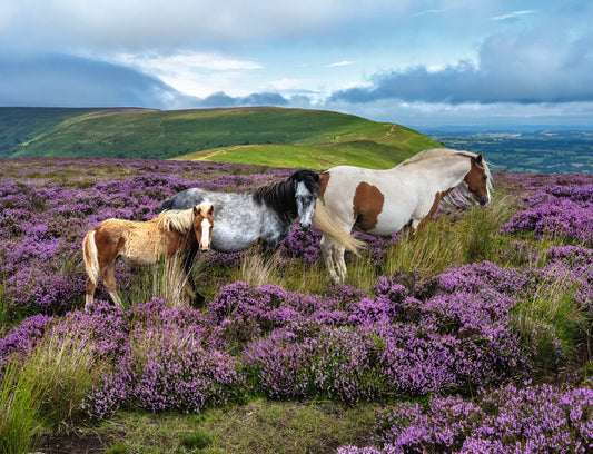 Ravensburger 2000pc Jigsaw Puzzle Wild Horses in the Heather