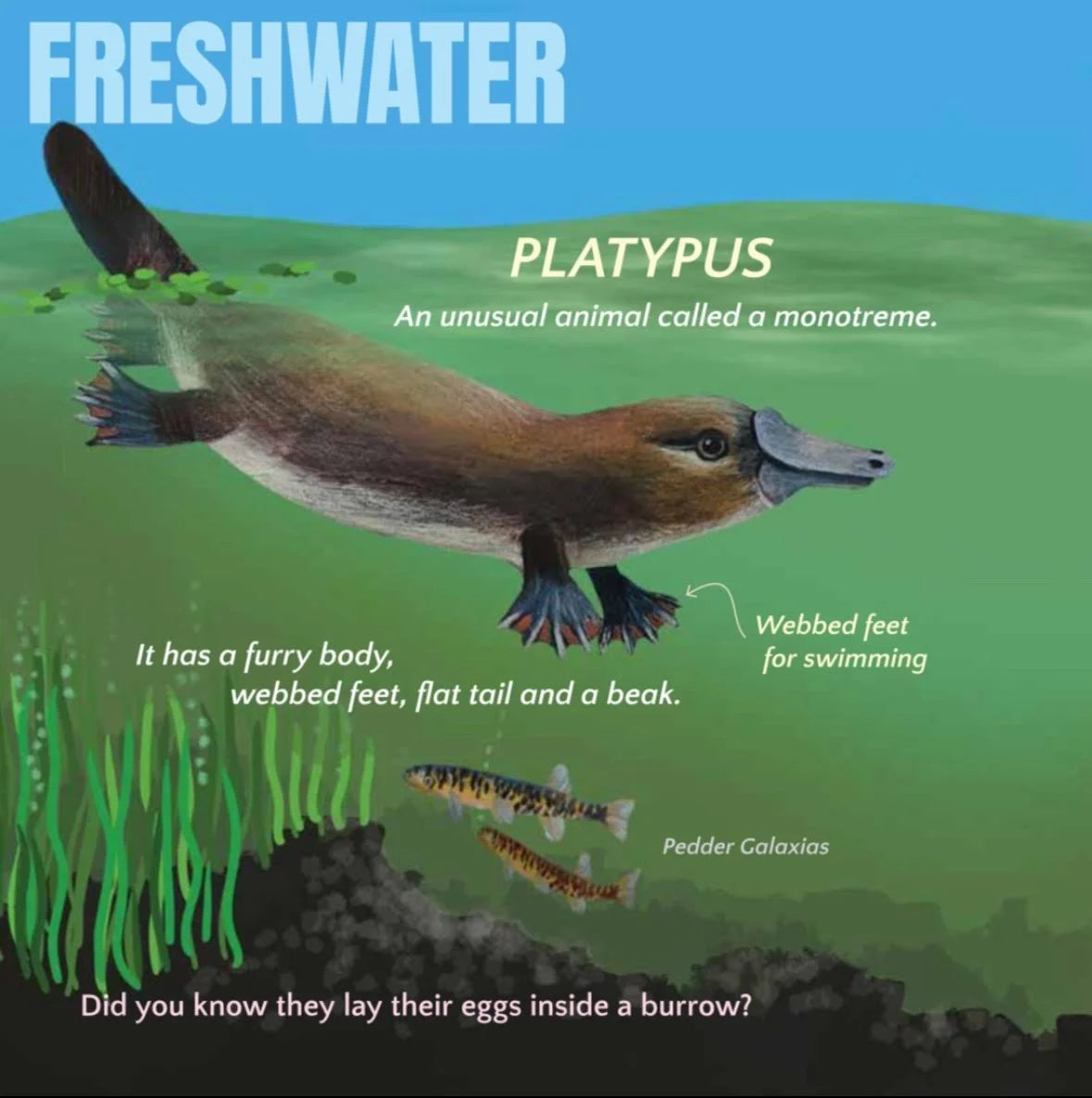 Wild About Tasmania Hardcover Picture Book by Monica Reeve