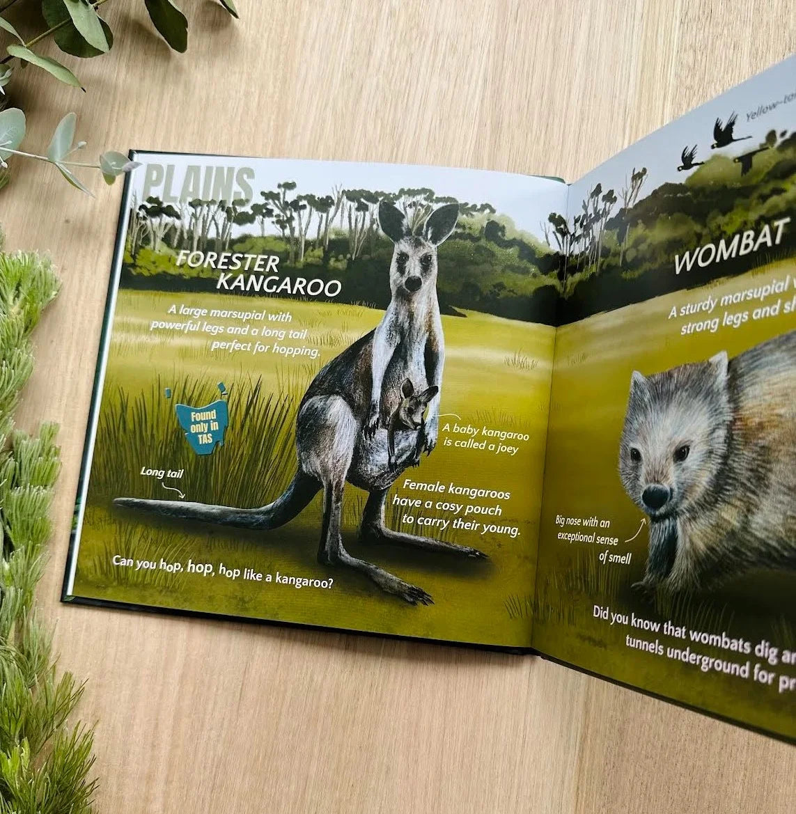 Open Wild About Tasmania Book with information about forester kangaroo and wombat on a wooden surface.