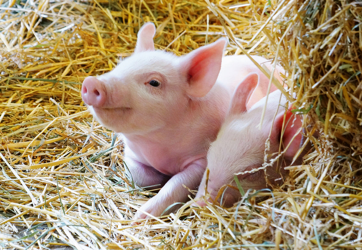 Ravensburger 2x12pc Jigsaw Puzzle Farm Animal Babies