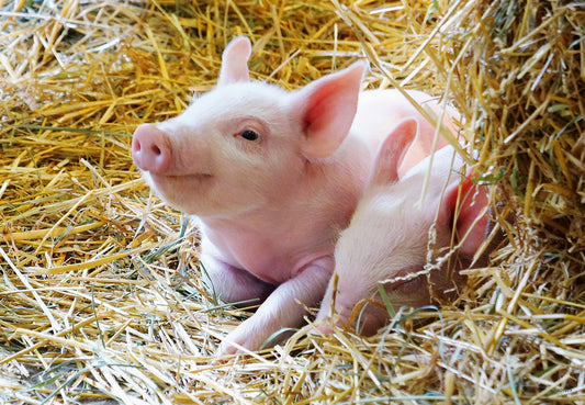 Ravensburger 2x12pc Jigsaw Puzzle Farm Animal Babies