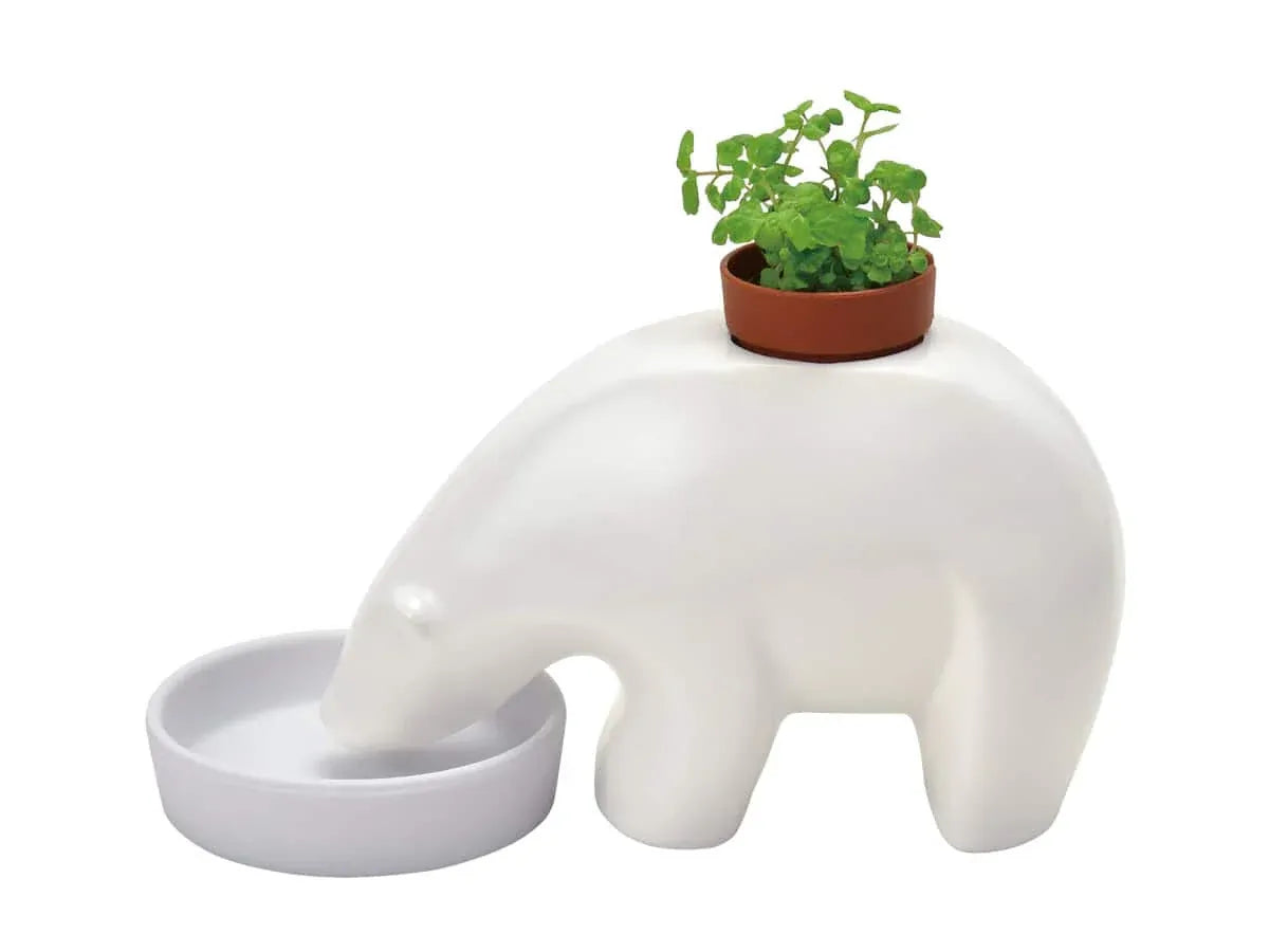 Seishin Bearplant Mint Plant Cultivation Kit