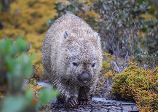 Jigsaw Gallery 1000pc Jigsaw Puzzle Wombat Tasmania Photographed by Rosalie McGlashan
