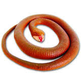 Wild Republic Rubber Snake Copperhead