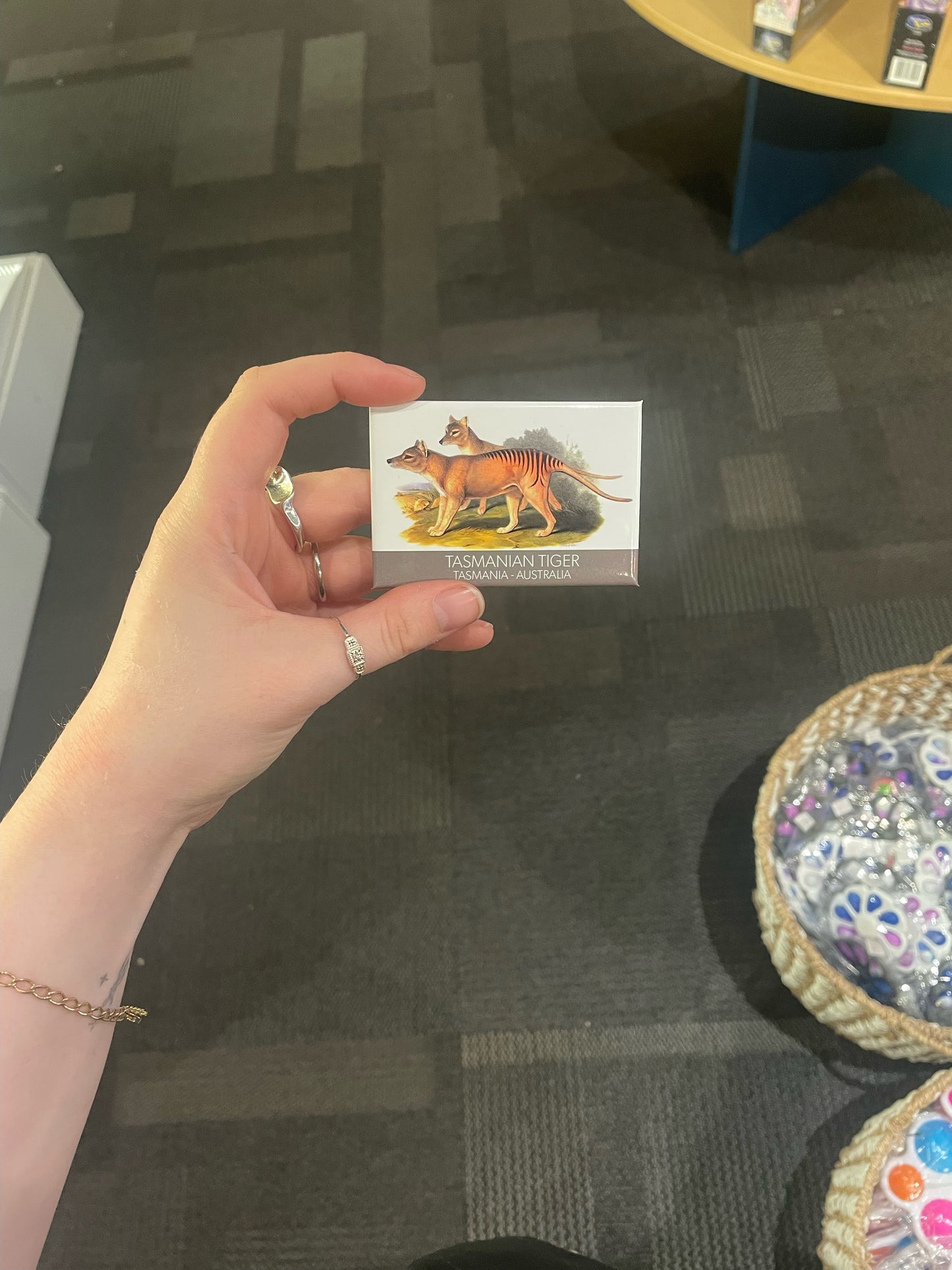 Fridge Magnet Tasmanian Tiger Tasmania