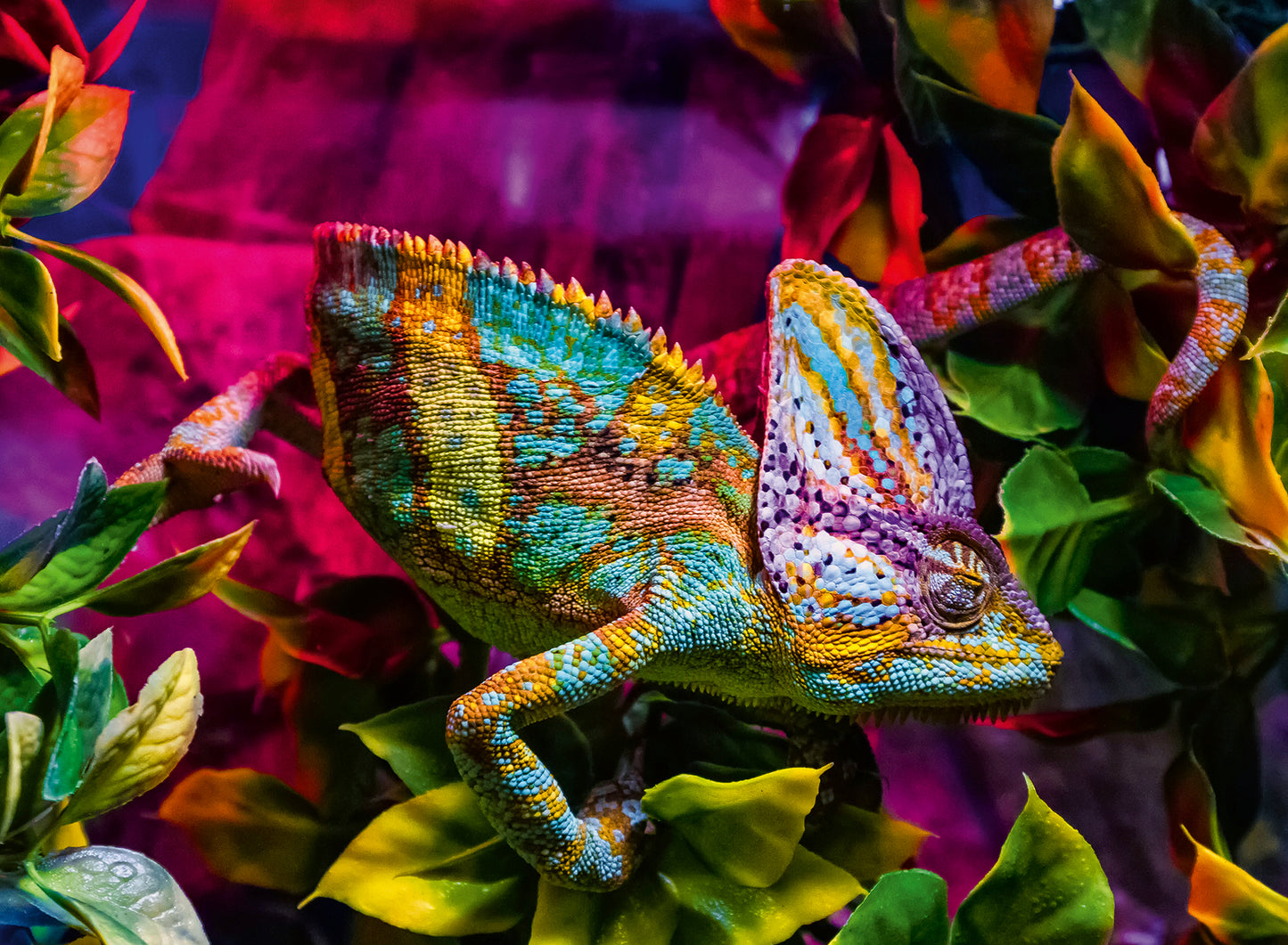 Ravensburger 500pc Jigsaw Puzzle Chameleon