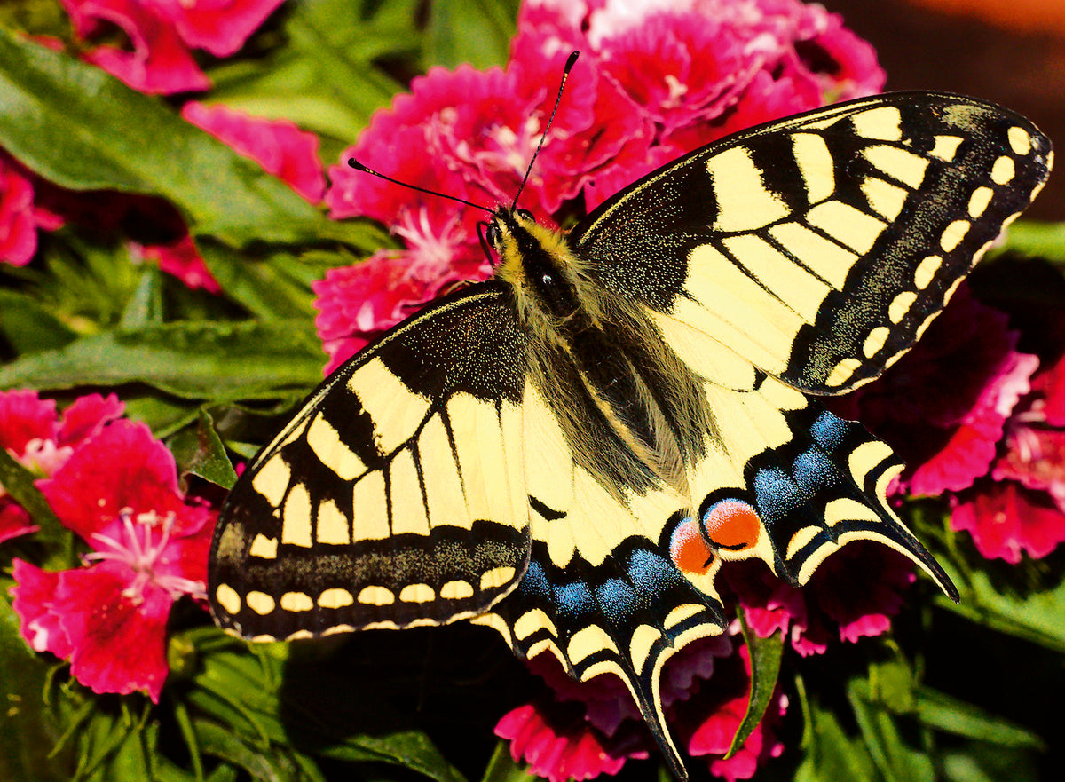 Ravensburger 500pc Jigsaw Puzzle Butterfly