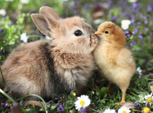 Ravensburger 500pc Jigsaw Puzzle Rabbit and Chick