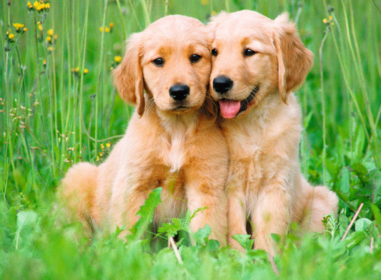 Ravensburger 500pc Jigsaw Puzzle The Golden Retriever Brothers