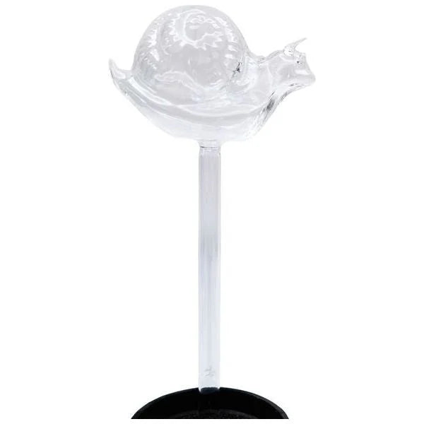Snail Plant Water Seeper Clear 24cm