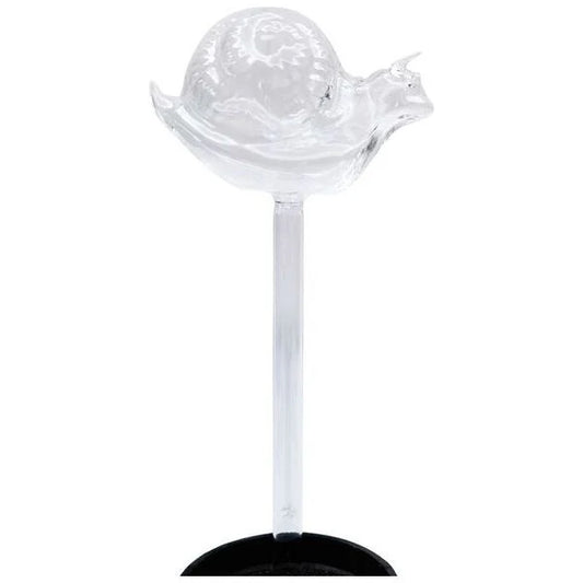 Snail Plant Water Seeper Clear 24cm