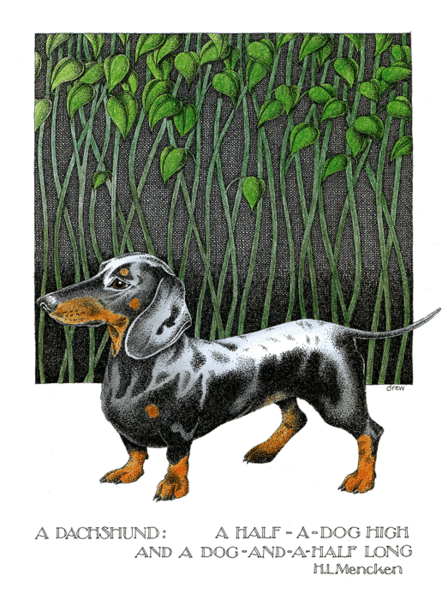 Simon Drew Greeting Card Dashcund