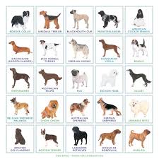 Bingo Board Game Dog Breeds
