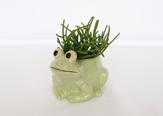 Planter Frog Light Green Small 9cm