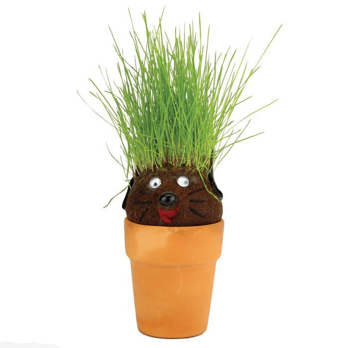Mrs Green Grass Growing Pot Head