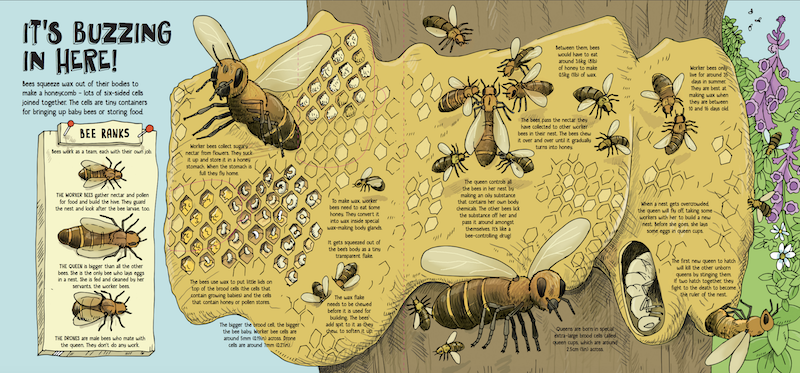 How Animals Build Lift The Flap by Moira Butterfield & Tim Hutchinson Lonely Planet Kids Hardcover Book