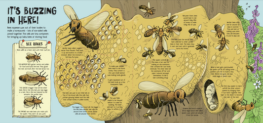 How Animals Build Lift The Flap by Moira Butterfield & Tim Hutchinson Lonely Planet Kids Hardcover Book