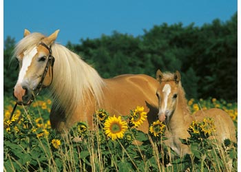 Ravensburger 200pc Jigsaw Puzzle Horse Happiness