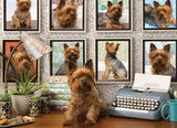 Cobble Hill 1000pc Jigsaw Puzzle Yorkies Are My Type